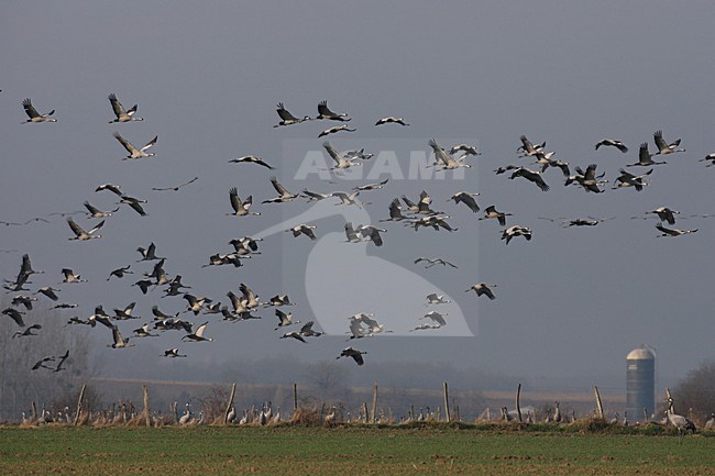 Kraanvogel groep vliegend; Common Crane group flying stock-image by Agami/Jacques van der Neut,