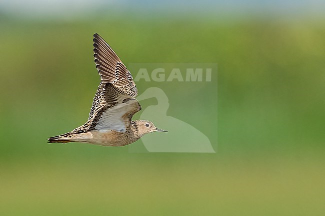 Adult breeding 
Galveston Co., TX
May 2023 stock-image by Agami/Brian E Small,