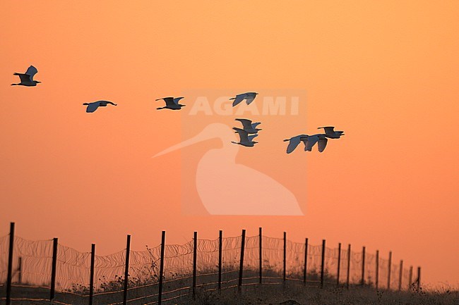 Cattle Egret (Bubulcus ibis) flock flying against orange sky in Extremadura, Spain stock-image by Agami/Kari Eischer,