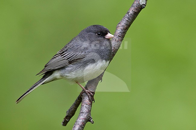 Adult male 
Anchorage, AK
May 2009 stock-image by Agami/Brian E Small,