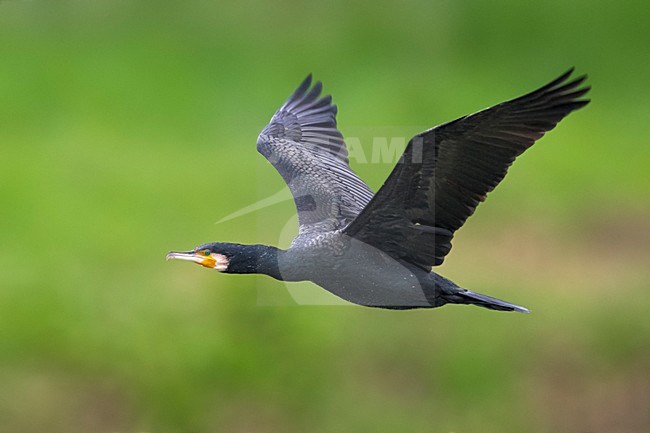 Aalscholver in vlucht, Great Cormorant in flight stock-image by Agami/Daniele Occhiato,