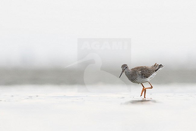 Common Redshank - Rotschenkel - Tringa totanus ssp. totanus, Germany, juvenile stock-image by Agami/Ralph Martin,