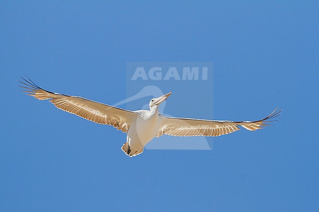 Dalmatian Pelican - Krauskopfpelikan - Pelecanus crispus, Turkey, 2nd cy stock-image by Agami/Ralph Martin,