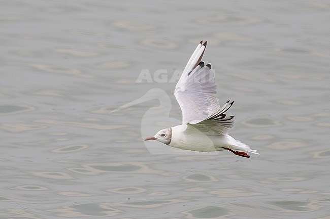 Common Black-headed Gull (Croicocephalus ridibundus) along the Mediterranean coast of southern France. Adult moulting to winter plumage. stock-image by Agami/Arnold Meijer,