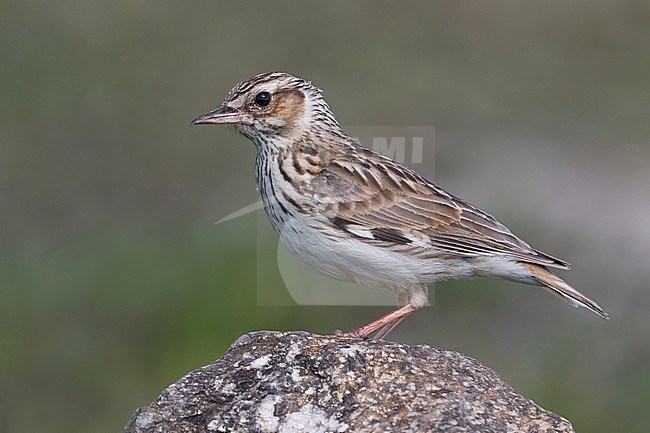 Boomleeuwerik; Woodlark; Lullula arborea ssp pallida stock-image by Agami/Daniele Occhiato,