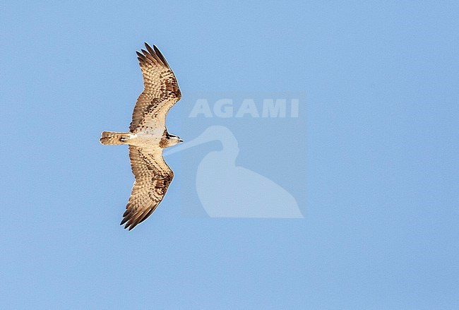 Osprey (Pandion haliaetus) during spring migration at Eilat in Israel. Passing overhead. stock-image by Agami/Marc Guyt,