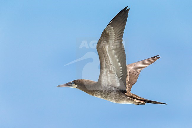 Bruine Gent in vlucht, Brown Booby in flight stock-image by Agami/Daniele Occhiato,