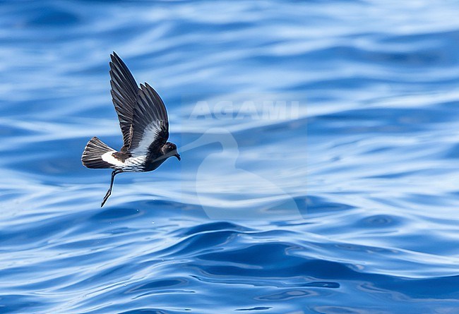 New Zealand Storm Petrel (Fregetta maoriana), a critically endangered seabird species endemic to New Zealand. Flying above the ocean surface. stock-image by Agami/Marc Guyt,