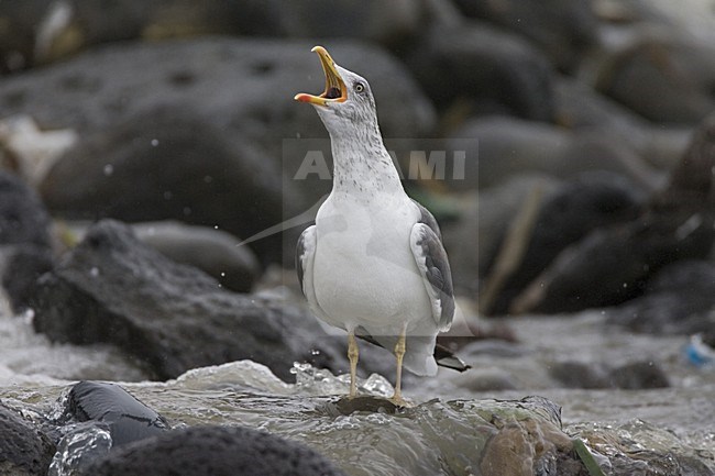 Atlantic Yellow-legged Gull, Atlantische Geelpootmeeuw stock-image by Agami/Marc Guyt,