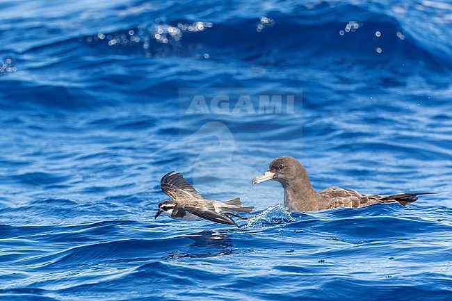 Latham's Storm Petrel (Pelagodroma (marina) maoriana) flying over the pacific ocean off North Island, New Zealand. stock-image by Agami/Marc Guyt,