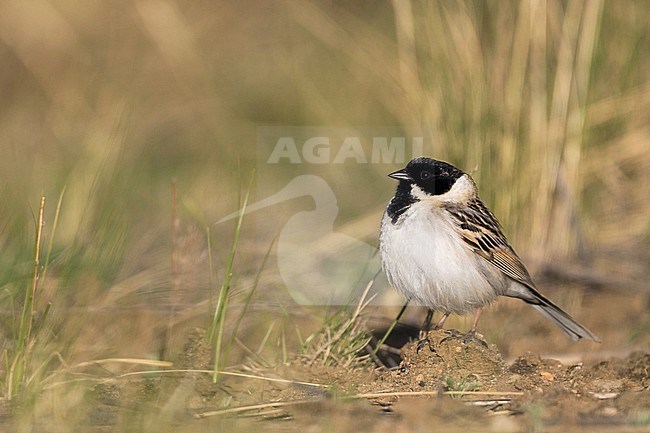 Pallas's Bunting - Pallasammer - Emberiza pallasi ssp. pallasi, adult male stock-image by Agami/Ralph Martin,