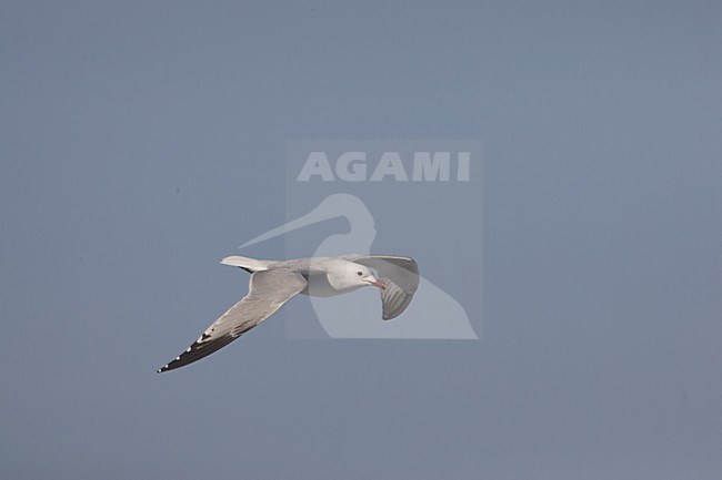 Audouins Gull flying; Audouins Meeuw vliegend stock-image by Agami/Daniele Occhiato,