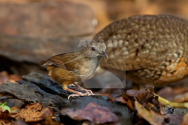 Abbotts Babbler (Malacocincla abbotti) at Kaeng Krachan National Park, Thailand stock-image by Agami/Helge Sorensen,