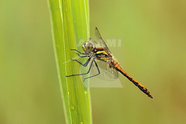 Zwarte heidelibel vrouw op riet; Black darter female sitting on reed; stock-image by Agami/Walter Soestbergen,