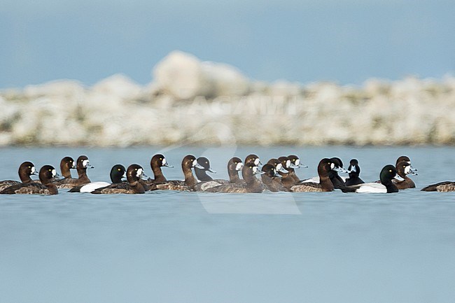 Greater Scaup - Bergente - Aythya marila ssp. marila, Austria stock-image by Agami/Ralph Martin,