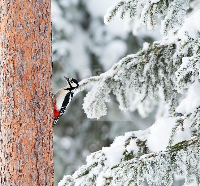 Grote Bonte Specht tegen een boom in besneeuwd taiga bos; Great Spotted Woodpecker perched against a tree in a snow covered taiga forest stock-image by Agami/Marc Guyt,