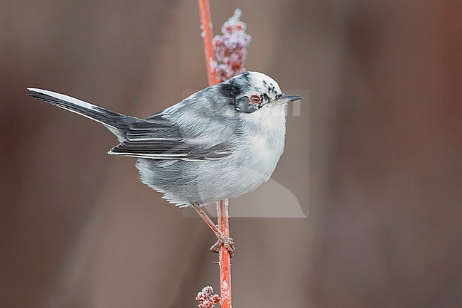 Sardinian Warbler (Sylvia melanocephala), side view of leucistic male perched on a frost covered stem, Campania, Italy stock-image by Agami/Saverio Gatto,