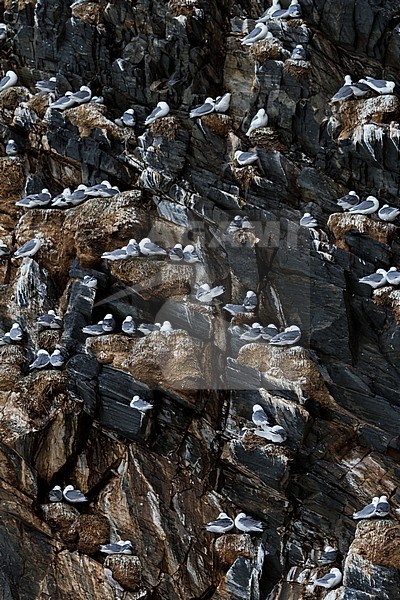 Black-legged Kittiwake, Drieteenmeeuw, Rissa tridactyla, Norway, adult stock-image by Agami/Ralph Martin,