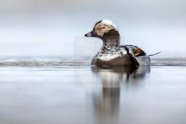 Male Long-tailed Duck (Clangula hyemalis) in arctic Norway. stock-image by Agami/Daniele Occhiato,