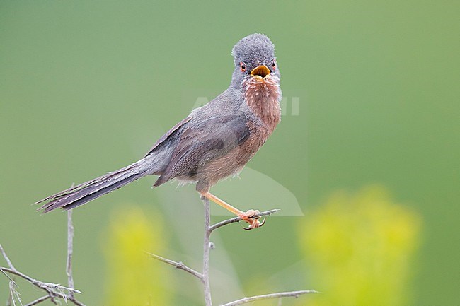 Dartford Warbler (Sylvia undata), adult male singing from a small branch stock-image by Agami/Saverio Gatto,