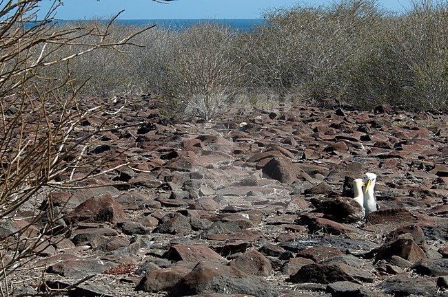 Galapagosalbatros, Waved Albatross stock-image by Agami/Roy de Haas,