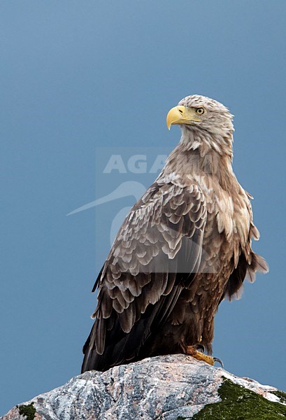 Volwassen Zeearend in zit; Adult White-tailed Eagle perched stock-image by Agami/Markus Varesvuo,