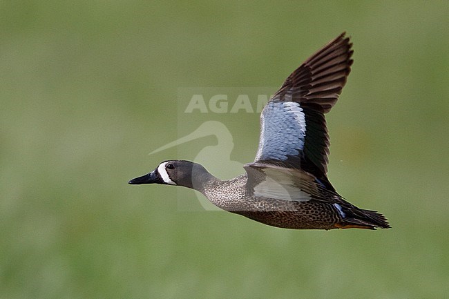 Blue-winged Teal (Anas discors) flying over a small pond in Alberta, Canada. stock-image by Agami/Glenn Bartley,