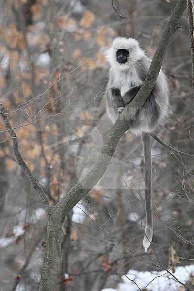 Himalayan grey langur (Semnopithecus ajax) perched in a tree with snow stock-image by Agami/James Eaton,