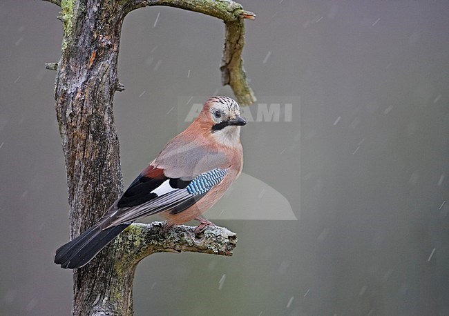 Gaai in de winter; Eurasian Jay in winter stock-image by Agami/Markus Varesvuo,