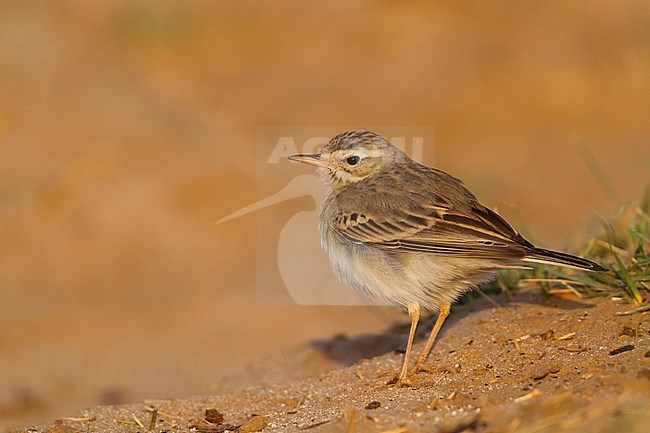 Tawny Pipit - Brachpieper - Anthus campestris, Oman stock-image by Agami/Ralph Martin,