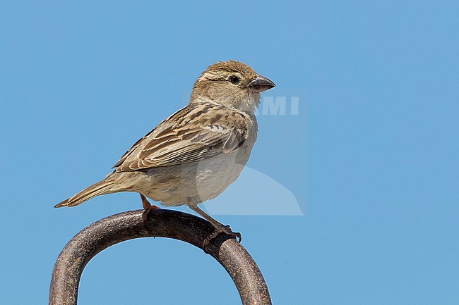 Indian Sparrow; Passer (domesticus) indicus bactrianus stock-image by Agami/Daniele Occhiato,