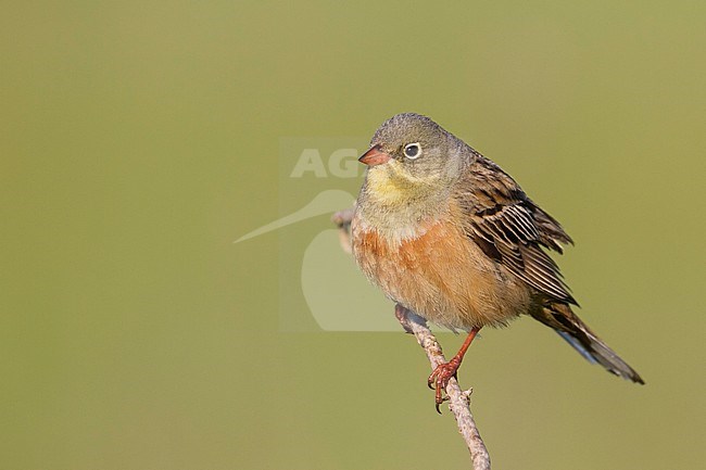 Ortolan Bunting - Ortolan - Emberiza hortulana, Kazakhstan, adult male stock-image by Agami/Ralph Martin,