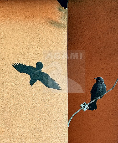 Western Jackdaw (Coloeus monedula) looking at deterring silhouette in Czechia, Commended in Bird Photographer of the Year 2023 stock-image by Agami/Tomas Grim,