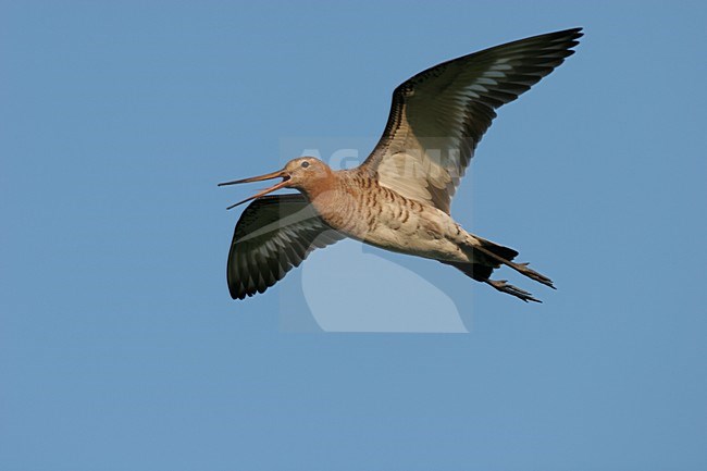 Black-tailed Godwit calling in flyght Netherlands, Grutto roepend in vlucht Nederland stock-image by Agami/Menno van Duijn,