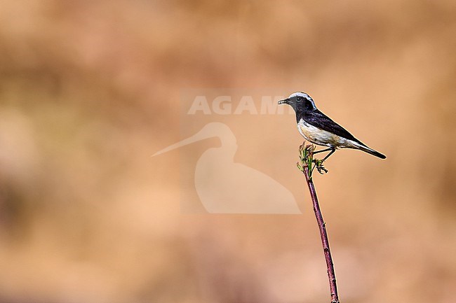 Male Cyprus Wheatear (Oenanthe cypriaca) perched on a branch against a green colored natural background, Cyprus stock-image by Agami/Tomas Grim,