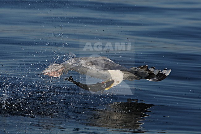 Adult European Herring Gull (Larus argentatus argentatus) at Flatanger, Norway. Catching a fish from the sea. stock-image by Agami/Helge Sorensen,