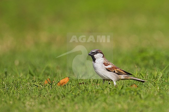 Huismus, House Sparrow, Passer domesticus ssp. hufufaen, adult male, Oman stock-image by Agami/Ralph Martin,