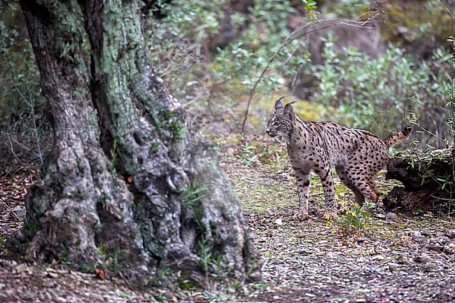 Iberian lynx (Lynx pardinus) in Cordoba, Spain. Adult urinating to mark its territory. stock-image by Agami/Oscar Díez,