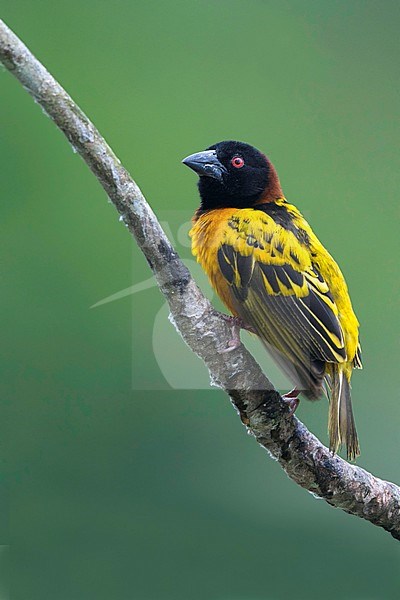 Village weaver (Ploceus cucullatus) perched on a branch stock-image by Agami/Dubi Shapiro,