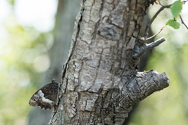 Hipparchia fagi - Woodland grayling - Großer Waldportier, Croatia, imago stock-image by Agami/Ralph Martin,