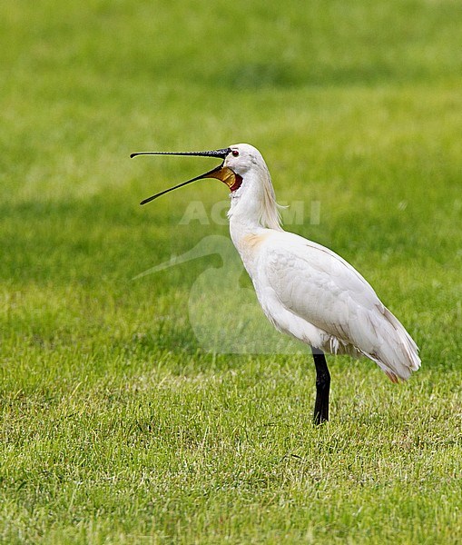 Eurasian Spoonbill (Platalea leucorodia) adult perched in the grass and calling stock-image by Agami/Roy de Haas,