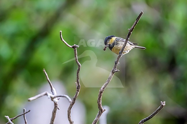 Adult Algerian Coal Tit (Periparus ater ledouci) perched in Djebel Babor, Kabylia, Algeria. stock-image by Agami/Vincent Legrand,