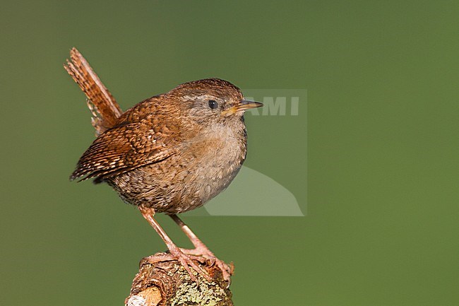 Northern Wren - Zaunkönig - Troglodytes troglodytes ssp. troglodytes, Germany, 1st cy stock-image by Agami/Ralph Martin,