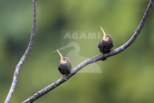 Witkeelglansvogels, White-throated Jacamars stock-image by Agami/Dubi Shapiro,