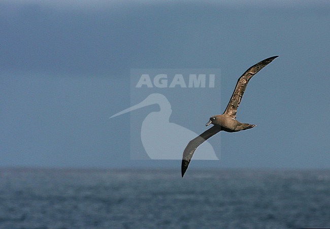 Adult Sooty Albatross (Phoebetria fusca) in flight high above the seas in the southern Atlantic ocean near Tristan da Cunha. stock-image by Agami/Marc Guyt,