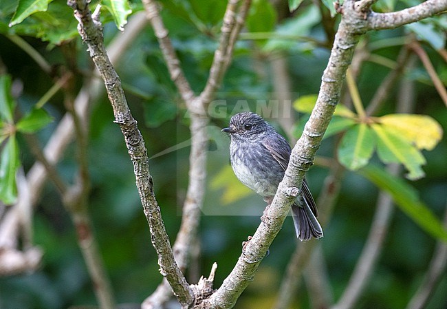 North Island Robin (Petroica longipes), an endemic species of New Zealand of forested area’s. stock-image by Agami/Marc Guyt,