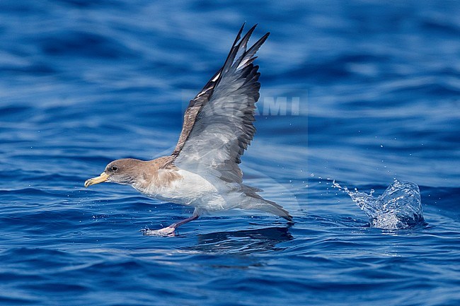 Scopoli's Shearwater (Calonectris diomedea), side view of an adult taking off from the water stock-image by Agami/Saverio Gatto,