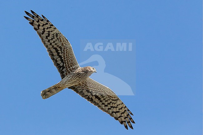 Montagu's Harrier (Circus pygargus), adult female in flight seen from below, Basilicata, Italy stock-image by Agami/Saverio Gatto,