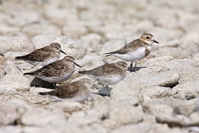 Overwinterende Bonapartes Strandloper; Wintering White-rumped Sandpiper stock-image by Agami/Marc Guyt,