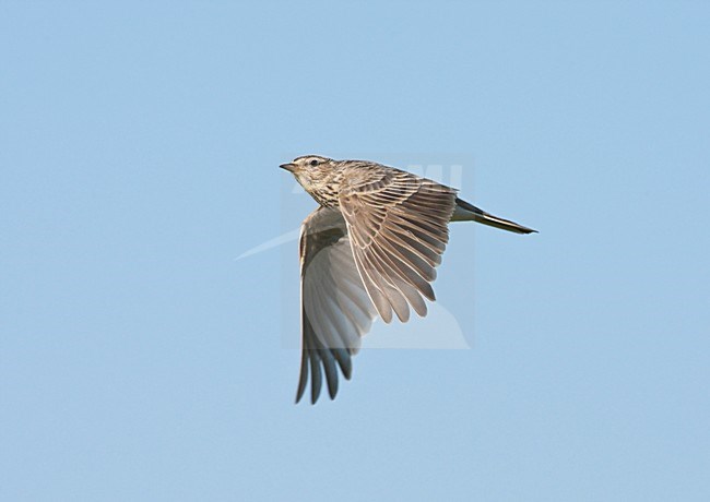 Veldleeuwerik in de vlucht; Eurasian Skylark in flight stock-image by Agami/Ran Schols,